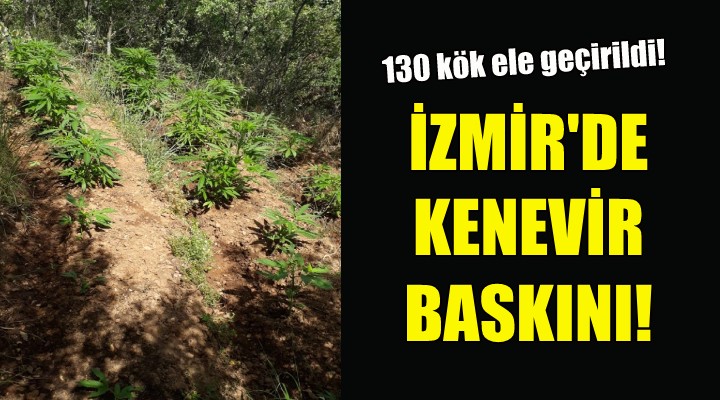 İzmir de kenevir baskını!