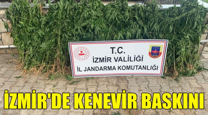 İzmir de kenevir baskını!