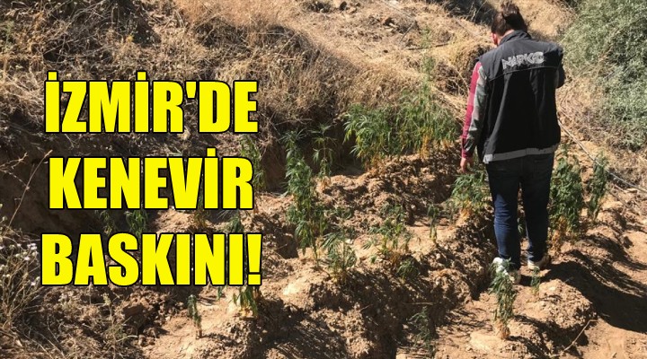 İzmir de kenevir baskını!