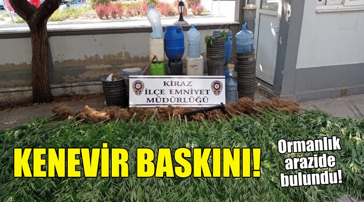 İzmir de kenevir baskını!