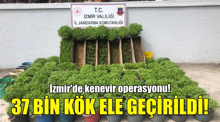 İzmir de kenevir operasyonu!