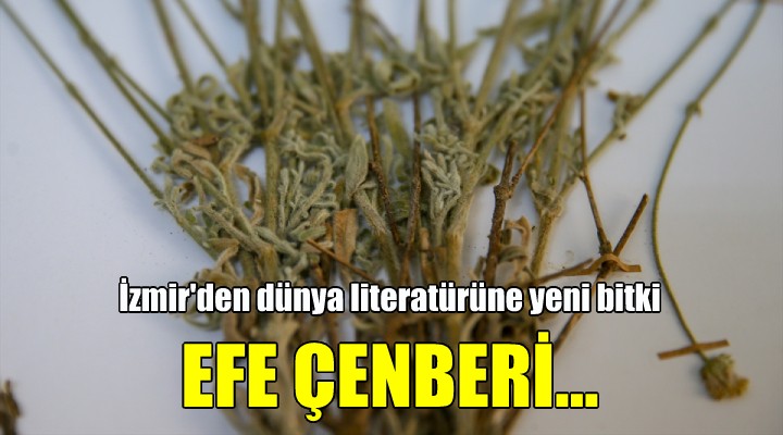 İzmir de keşfedildi: EFE ÇENBERİ