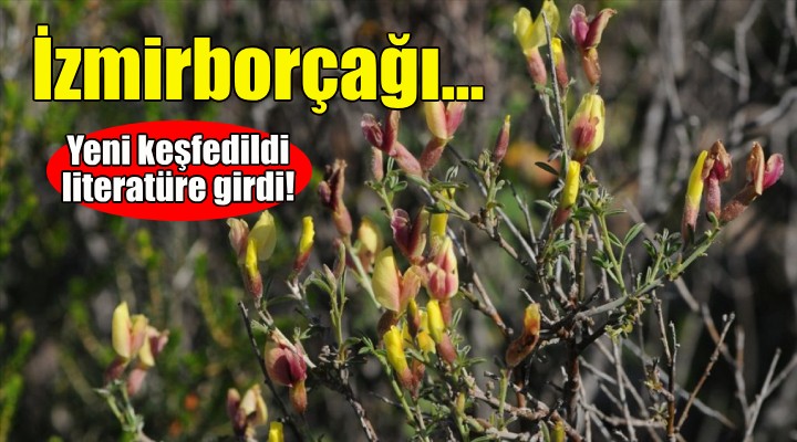İzmir de keşfedildi... Literatüre girdi!