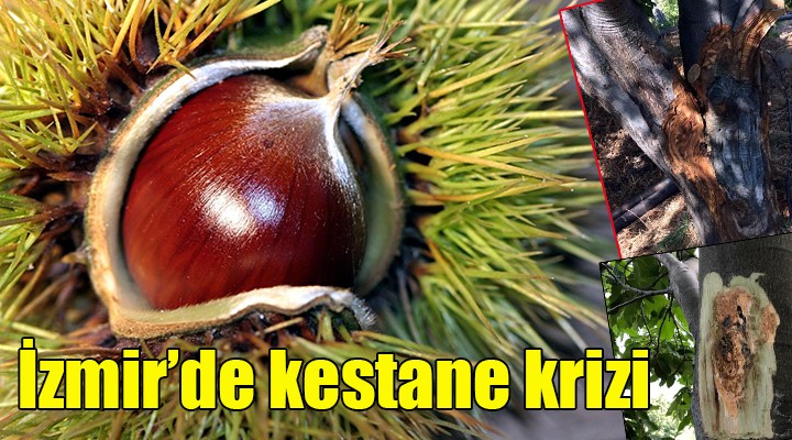 İzmir de kestane krizi