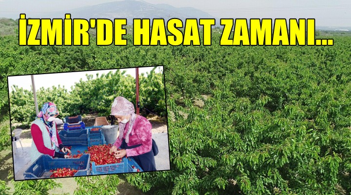 İzmir de kiraz hasadı...