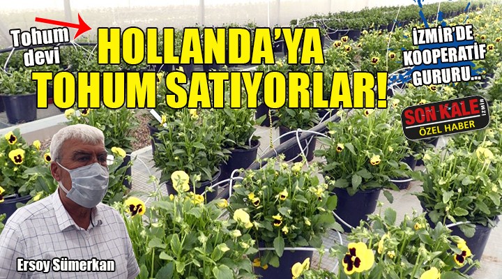 İzmir de kooperatif gururu... Tohum devi Hollanda ya tohum satıyorlar!