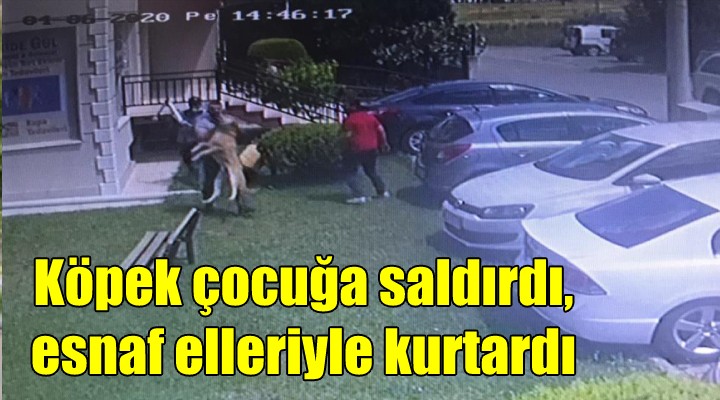 Köpek çocuğa saldırdı, esnaf elleriyle kurtardı