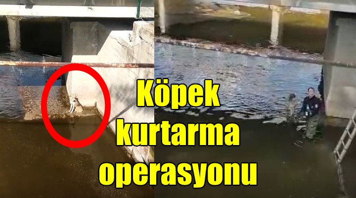 İzmir de köpek kurtarma operasyonu