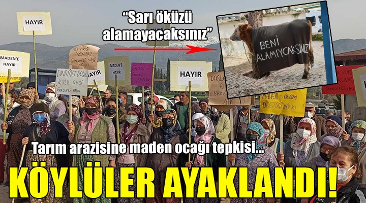 İzmir de köylülerden  Sarı öküz lü protesto!