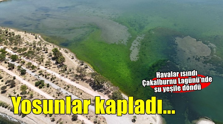 İzmir de lagünü deniz yosunları kapladı