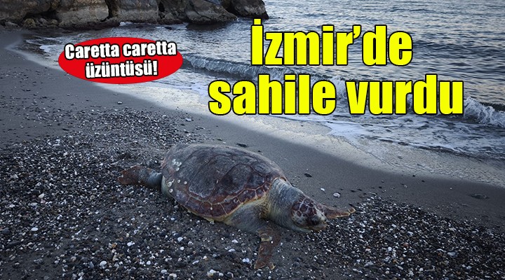 İzmir'de ölü caretta caretta sahile vurdu