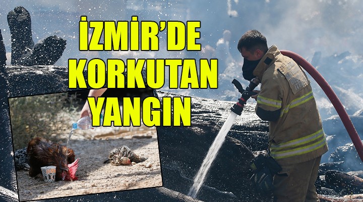 İzmir de orman ürünleri fabrikasında yangın
