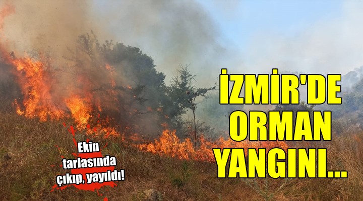 İzmir de orman yangını...