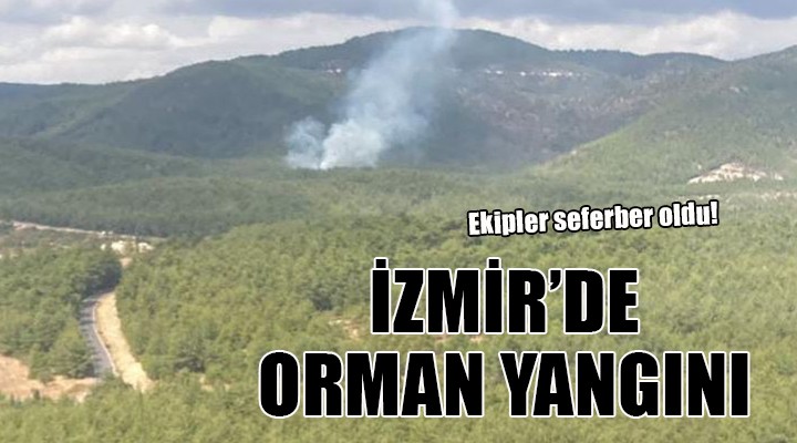 İzmir de orman yangını...