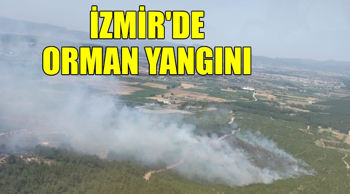 İzmir de orman yangını..