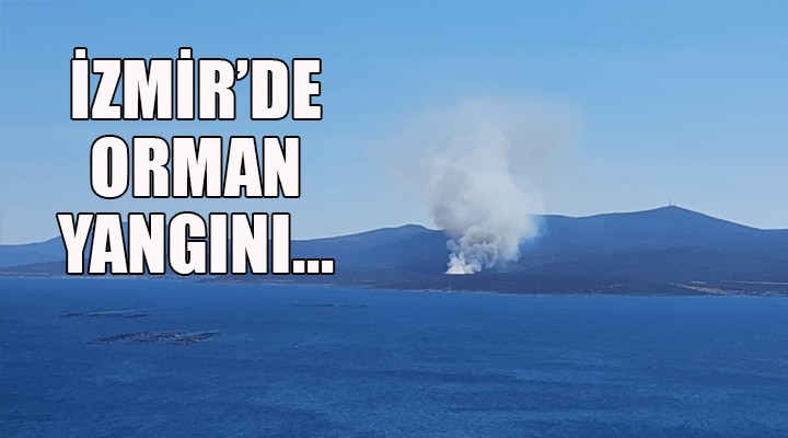 İzmir de orman yangını!