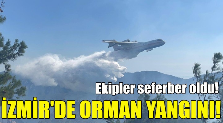 İzmir de orman yangını!