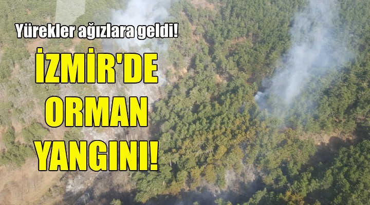 İzmir de orman yangını!