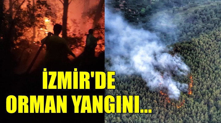 İzmir de orman yangını!