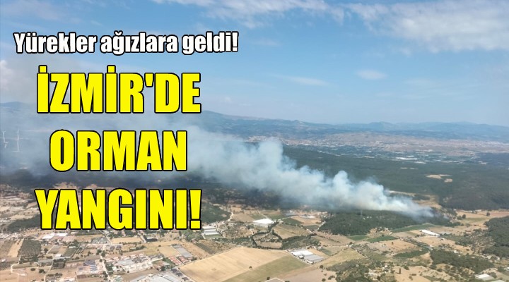 İzmir de orman yangını!