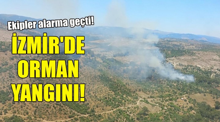 İzmir de orman yangını!