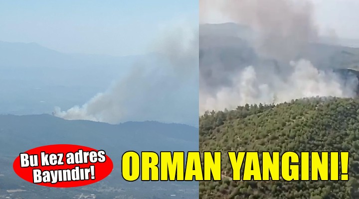 İzmir de orman yangını!