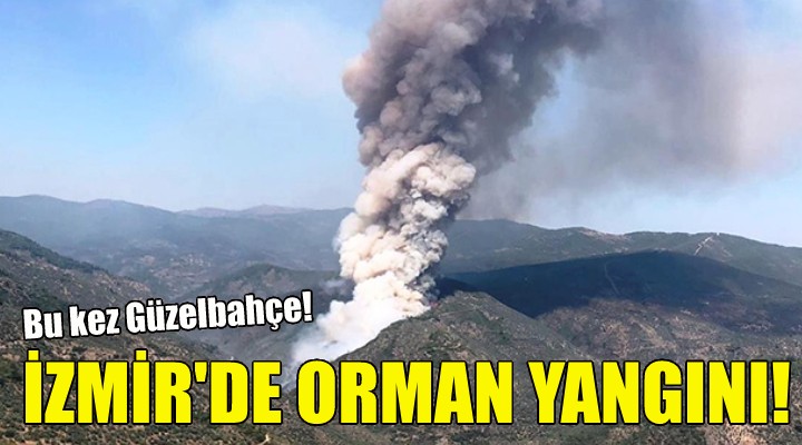 İzmir de orman yangını!