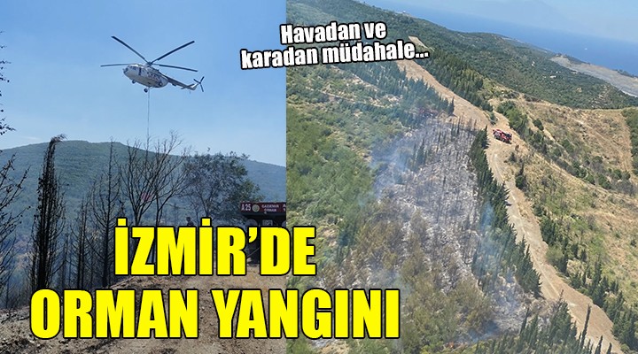 İzmir de orman yangını!