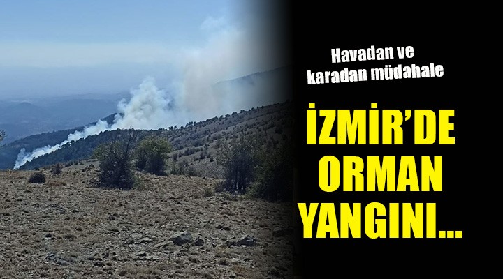 İzmir de orman yangını