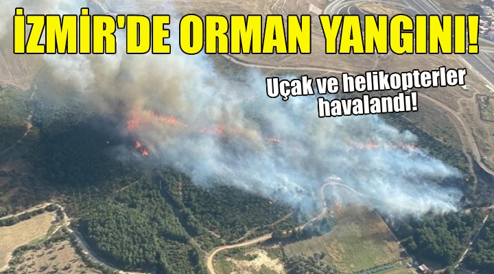 İzmir de orman yangını!