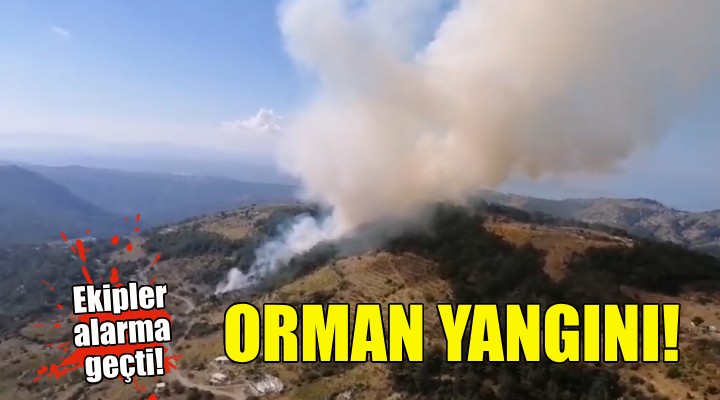 İzmir de orman yangını!