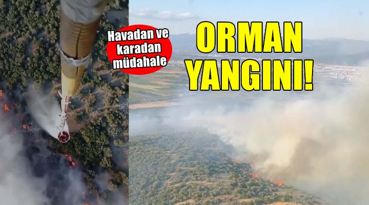 İzmir'de orman yangını