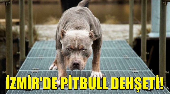 İzmir de pitbull dehşeti!