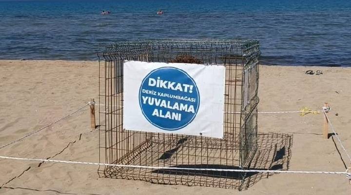 İzmir de sahildeki caretta caretta yumurtaları koruma altına alındı