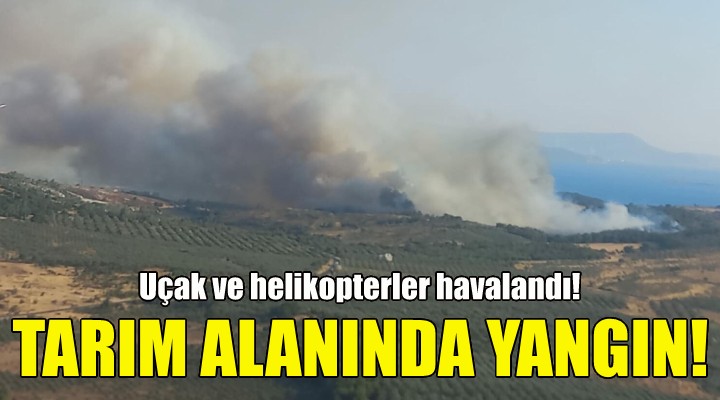 İzmir de tarım alanında yangın!