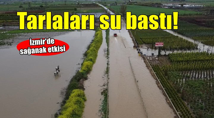 İzmir'de tarım arazileri sular altında kaldı!