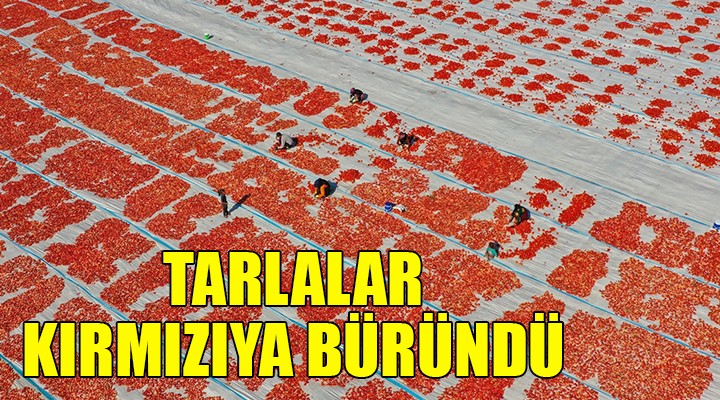 İzmir de tarlalar kırmızıya büründü