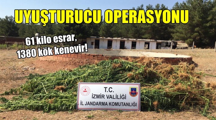 İzmir de uyuşturucu operasyonu... 61 kilo esrar, 1380 kök kenevir!