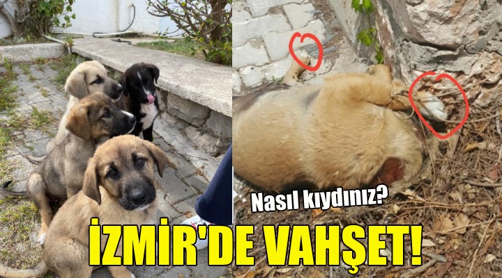 İzmir de vahşet!