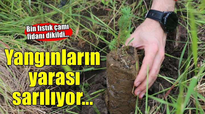 İzmir'de yangınların yarası bin fıstık çamıyla sarıldı
