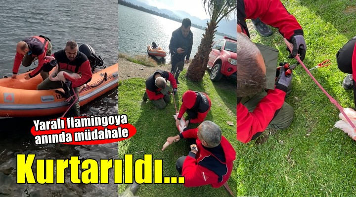 İzmir'de yaralı flamingo kurtarıldı