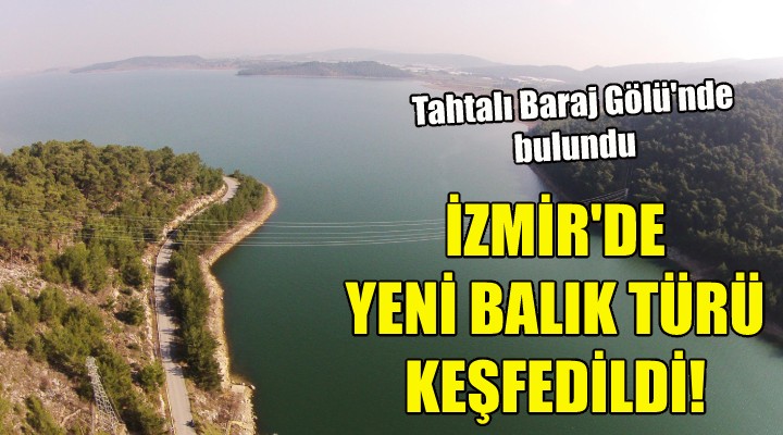 İzmir de yeni bir balık türü keşfedildi!