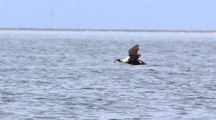 İzmir de yeni bir kuş türü