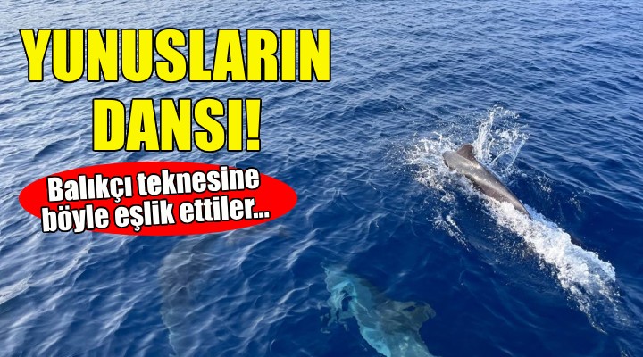 İzmir de yunusların dansı!