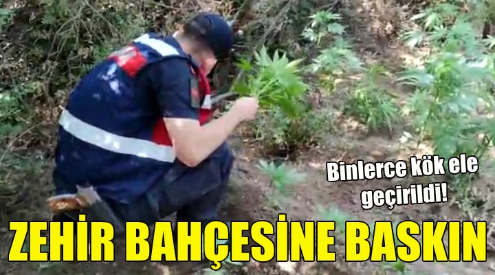 İzmir de zehir bahçesine jandarma baskını!