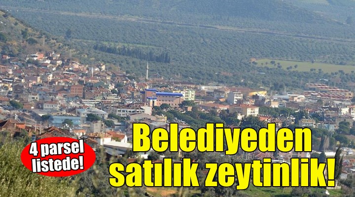 İzmir deki belediyeden zeytinlik satışı!