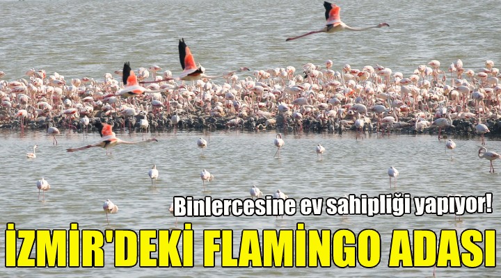 İzmir deki flamingo adası!