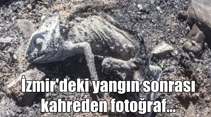 İzmir deki yangın sonrası kahreden fotoğraf