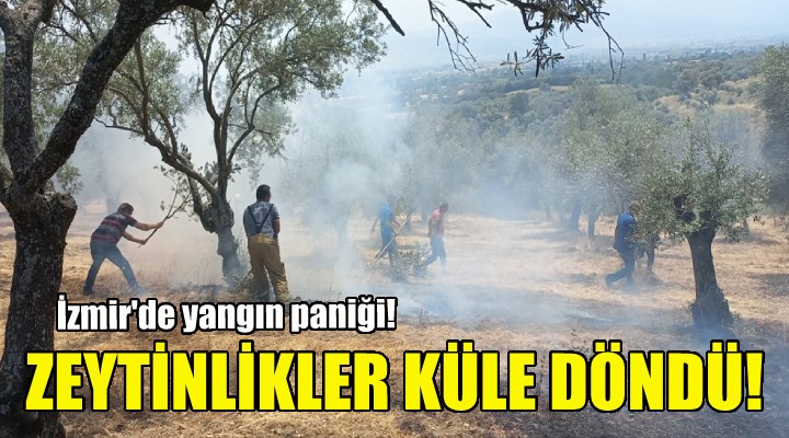 İzmir deki yangında zeytinlikler küle döndü!