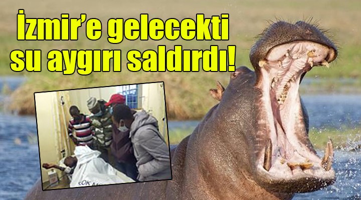 İzmir e gelecekti, su aygırı saldırdı!